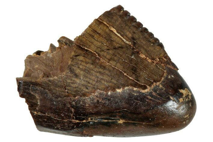 Tyrannosaur Tooth Tip - Judith River Formation #276434